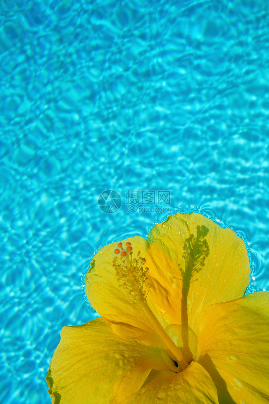 黄花漂浮在水面上图片