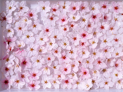 粉红色的花背景图片