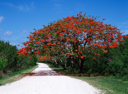 树上的红花路径早开花高清图片
