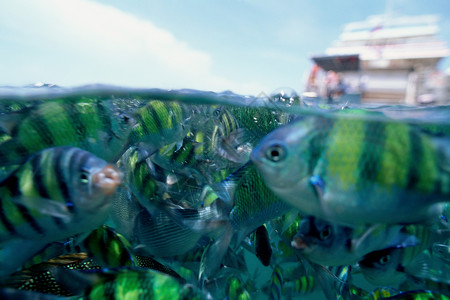热带鱼类水上视角背景图片