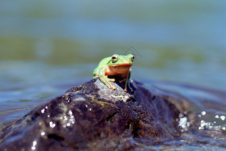 遮雨的青蛙水中青蛙背景