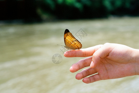 水状的蝴蝶蝴蝶背景