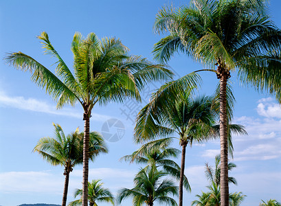 棕榈树背景图片