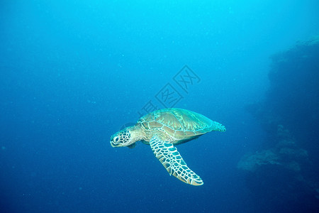 绿海龟游泳图片
