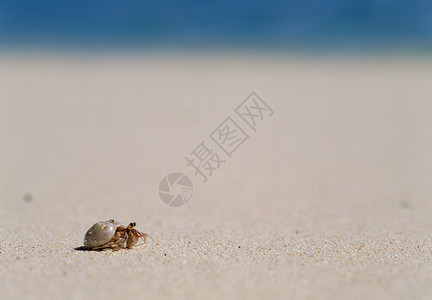螃蟹与贝壳海滩上的螃蟹背景