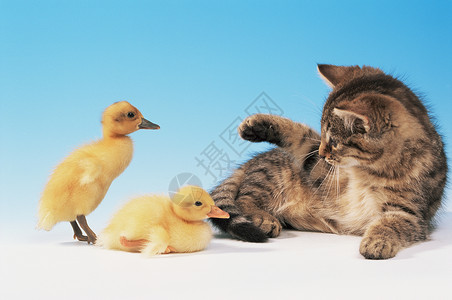小猫与鸭子小猫和两只小鸭背景