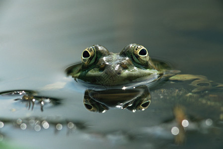 绿色的眼睛青蛙背景