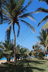 古巴瓦拉德罗棕榈树背景
