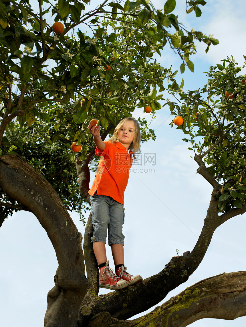 站在橘子树上的小女孩图片