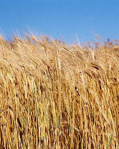 大麦作物背景图片