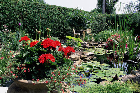 花园池塘和植物图片