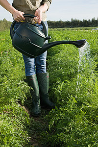 浇灌田里庄稼的女人图片