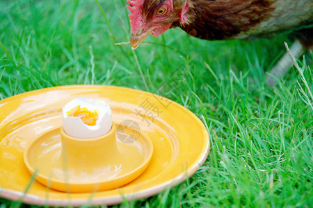 吃煮鸡蛋的鸡背景图片