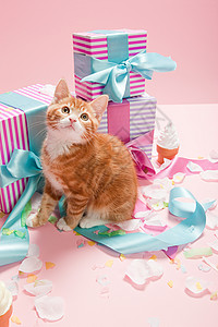小猫和礼物图片