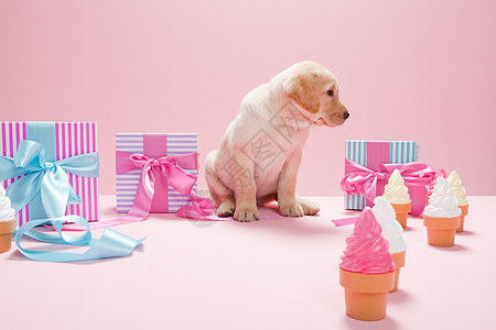 带礼物和冰淇淋蛋卷的拉布拉多小狗背景图片