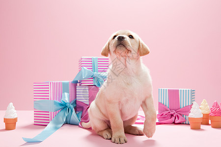 粉色的狗带生日礼物的拉布拉多背景