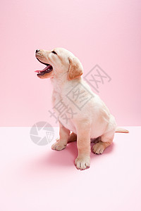 粉色狗拉布拉多小狗背景