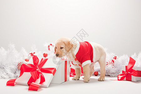 在圣诞礼品盒中寻找拉布拉多小狗图片