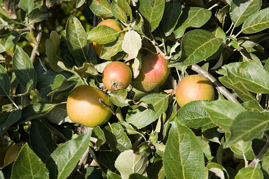 果园里的苹果图片