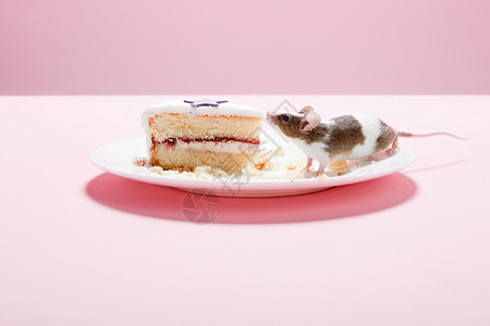 子鼠老鼠和盘子上的蛋糕片背景