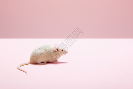 老鼠滑冰的老鼠高清图片