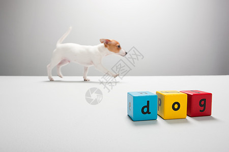 杰克·拉塞尔小狗和积木拼字狗背景图片