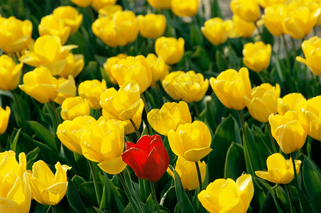 黄色郁金香中的红色郁金香图片