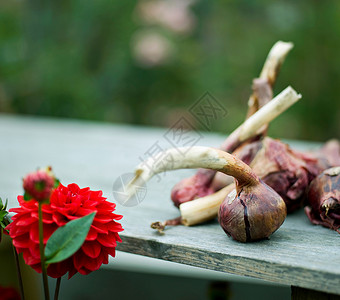 一些洋葱和一朵红色大丽花背景图片
