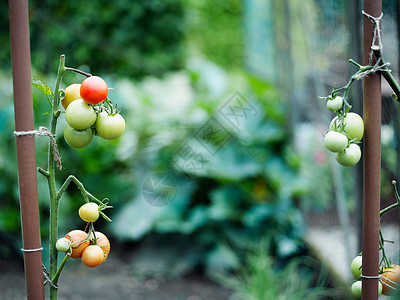 番茄植物上的一些西红柿图片
