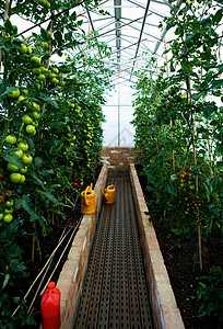 番茄植物的温室图片