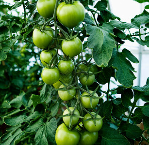 未成熟西红柿长在茎上的绿色番茄背景