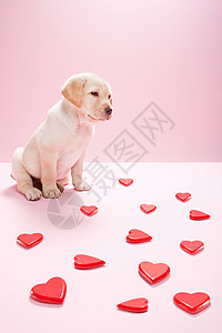 拉布拉多小狗和心脏形状图片