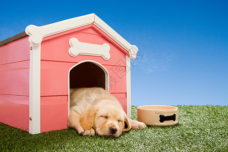 小狗在狗窝里睡觉背景图片