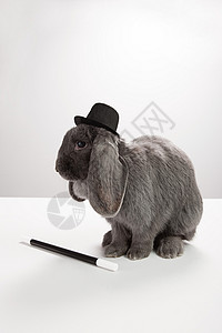 魔术帽中兔子戴着顶帽，带着魔杖的兔子背景