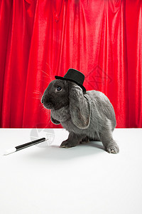 戴礼帽的兔子戴着顶帽，带着魔杖的兔子背景