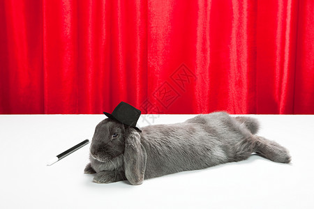 魔术帽中兔子戴着顶帽，带着魔杖的兔子背景