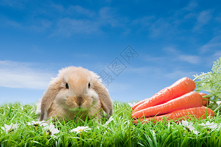 胡萝卜和兔子图片