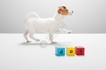 小狗和积木拼字图片