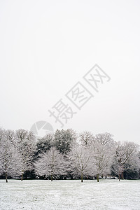 被霜覆盖的树图片