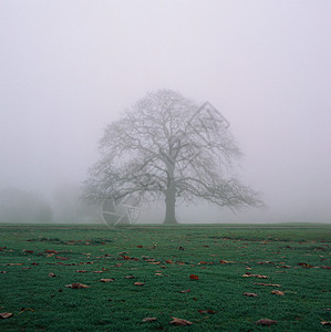 雾中的树图片