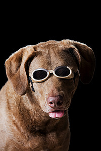 切萨皮克湾带泳镜的狗背景