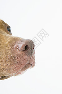 狗的鼻子图片