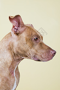 狗的外形耳朵外形狗高清图片