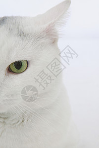 白猫的头图片