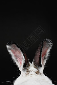 动物耳朵特写兔子的耳朵背景