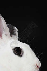 白兔头图片