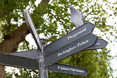 树和鸽子素材鸽子栖息在标志上背景