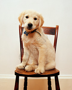 在椅子上的拉布拉多小狗高清图片