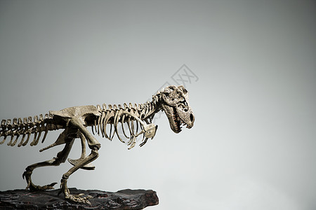 恐龙骨架背景图片