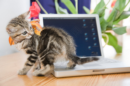 笔记本电脑上的小猫图片